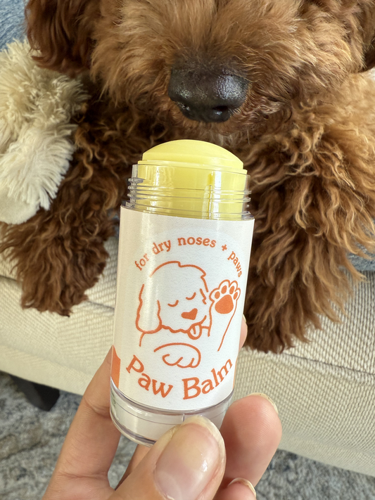 A hand holds a clear plastic tube of Paw Balm with a yellow balm stick and white label, while a brown poodle dog looks on from behind in a real indoor setting.