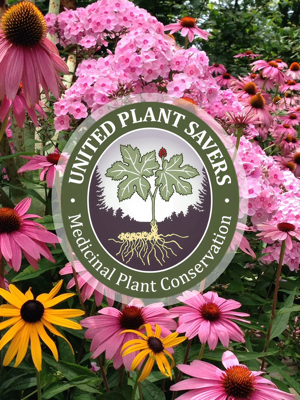 A circular logo for United Plant Savers Medicinal Plant Conservation is superimposed over a vibrant garden scene filled with pink coneflowers and yellow/black echinacea flowers.